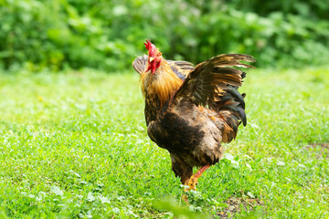 cock on the grass