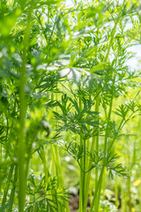 dill grows in the garden (bottom view)