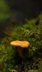 Close up of one of the first Chanterelle mushrooms of the season growing on green moss inside a forest. 