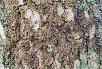 birch bark texture close up