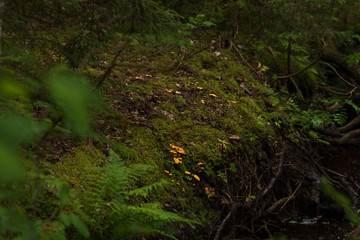 First chanterelle mushrooms of the season growing in green moss on a river bank inside a forest. 