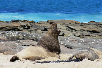 Fototapeta premium rare roaring Hookers Sea lion breeding pair New Zealand endemic (Phocarctos hookeri) Catlins NP South coast