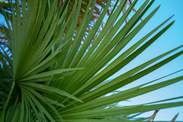 Palm Tree on the Beach of Civitavecchia in Italy