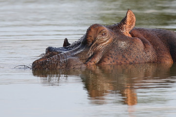 Flußpferd / Hippopotamus / Hippopotamus amphibius