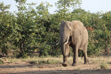 Fototapeta premium Słoń afrykański / Słoń afrykański / Loxodonta africana