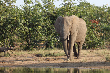 Afrikanischer Elefant / African elephant / Loxodonta africana