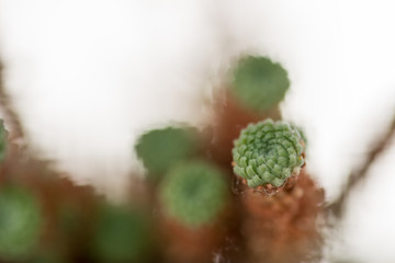 Obraz premium Macro de cacto