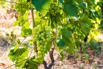 Close-up of a bunch of unripe grapes in an organic vineyard. Traditional agriculture. Sardinia.