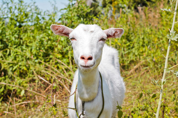 Obraz premium Goat in the field. Whole goat. Animal