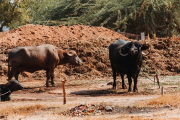 View of the buffalo cattle in the farm 