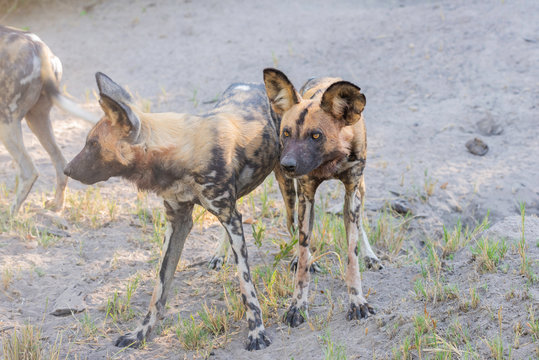 african wild dogs/ painted dogs in okavango delta in botswana
