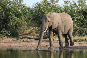 Afrikanischer Elefant / African elephant / Loxodonta africana
