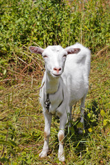 Obraz premium Goat in the field. Whole goat. Animal