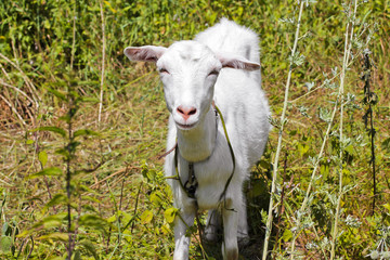 Naklejka premium Goat in the field. Whole goat. Animal