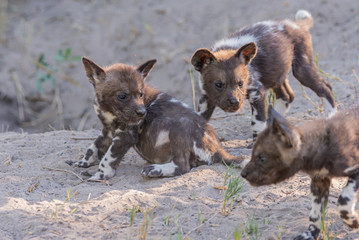 a family of wild dogs/ painted dogs in okavango delta in botswana, puppies, mother and father