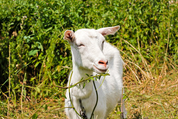 Obraz premium Goat in the field. Whole goat. Animal