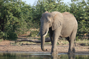 Obraz premium Słoń afrykański / Słoń afrykański / Loxodonta africana