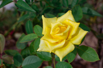 yellow roses in the garden
