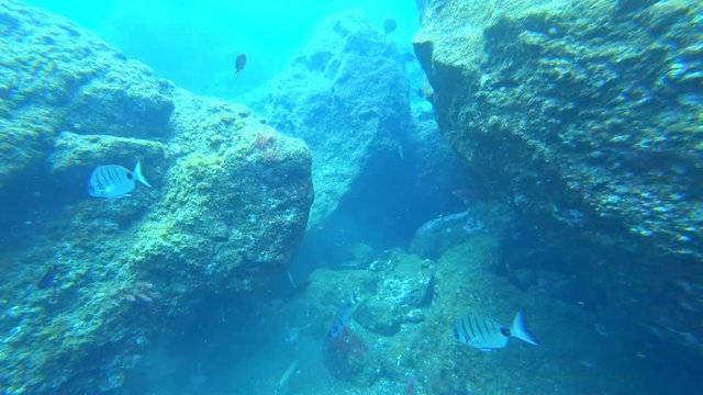 School of Moroccan white sea bream and a Red Hogfish swimming underwater over a reef of the coast of Madeira island.