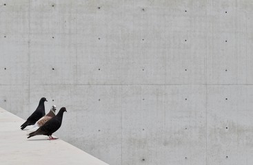 black doves infront of a grey building