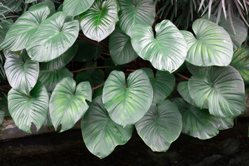 tropical leaves, dark green foliage in rainforest, nature background