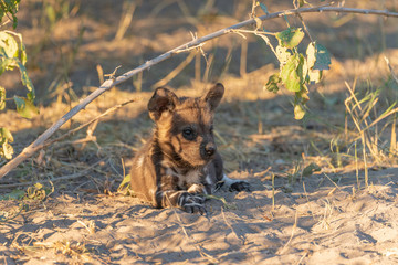 Portrait of a wild dog/ painted dog in okavango delta in botswana, beautiful sunlight