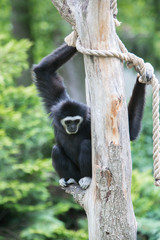 Gibbon is sitting on a tree branch	