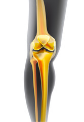 Light realistic yellow bones the of knee