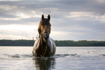 Pferd im See