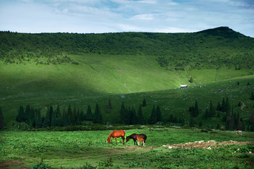 horses in the mountains