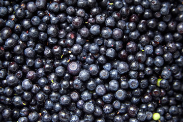 Bilberries background, many fresh dark blue berries (European blueberries)