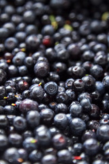 Bilberries background, many fresh dark blue berries (European blueberries)