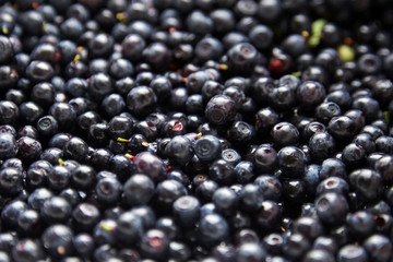 Bilberries background, many fresh dark blue berries (European blueberries)