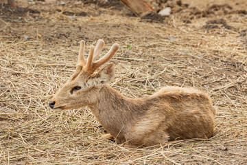 Cute Animals at the Zoo