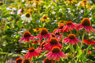 red coneflowers (Echinacea) with blurry multicolored coneflowers in the background - obrazy, fototapety, plakaty