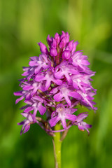Wild Pyramidal orchid (Anacamptis pyramidalis)
