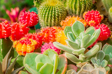 Group of cactus plants on desert pot decoration