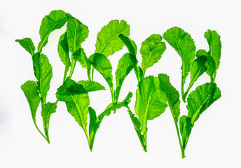 Group of small chinese cabbages or flowing cabbages isolated  on white background