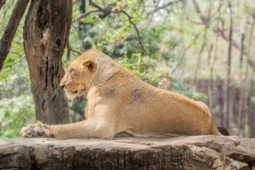 Cute Animals at the Zoo