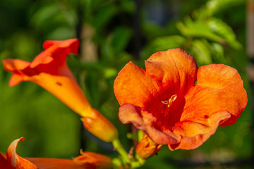 close-up of blossoms of a trumpet creeper (campsis)