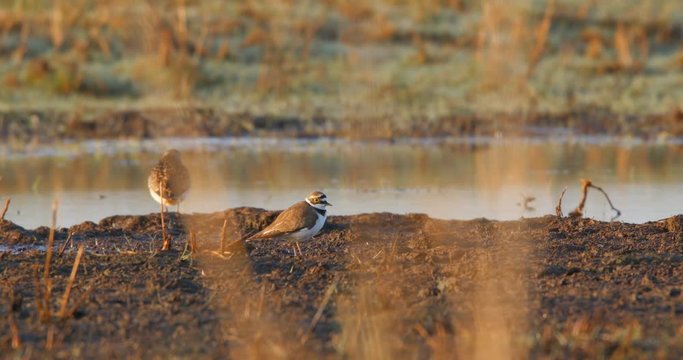 Little ringed plover, Charadrius dubius - small wild bird foraging for insects in mud near a body of water. Morning light.