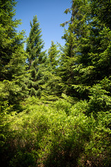 Frischer Wald im National Park Harz mit blauen Himmel