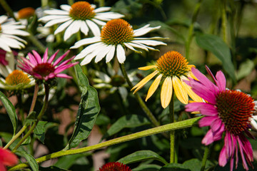 coneflowers (Echinacea) in many different colours