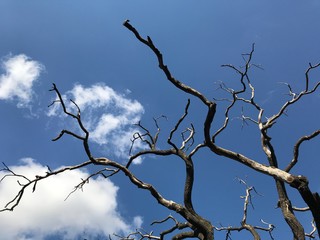 Dead oak tree at city park. - 280584054