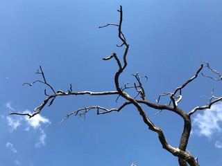 Dead oak tree at city park. - 280584097