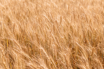 Golden ripe cereal, background, close-up