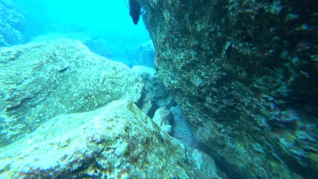 School of Moroccan white sea bream and a Red Hogfish swimming underwater over a reef of the coast of Madeira island.