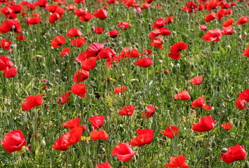field of red poppies