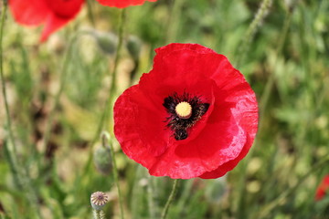 Obraz premium Poppy