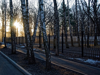 sunlight through trees in early spring , Russia.
